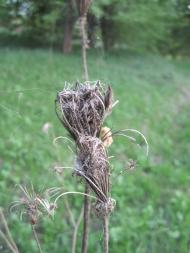 Радочини з panoramio.com