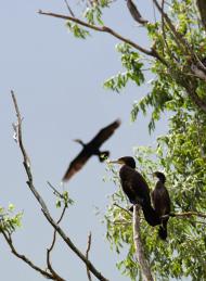 Келеберда з panoramio.com