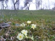 Монастирець з panoramio.com