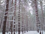 Кустолові Кущі з panoramio.com