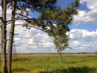 Піщанівка з panoramio.com