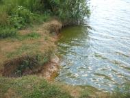 Дібрівка з panoramio.com