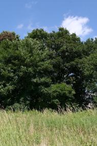 Судова Вишня з panoramio.com