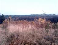 Тарасенки з panoramio.com - Тарасенки
