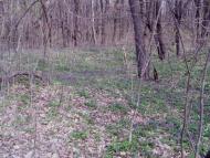 Трубочка з panoramio.com