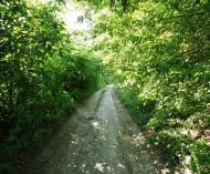 Араповичи з panoramio.com