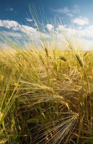 Гулі з panoramio.com