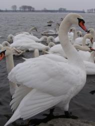 Старий Добротвір з panoramio.com