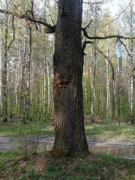 Долина з panoramio.com