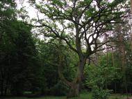 Городець з panoramio.com