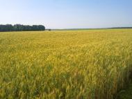 Нова Січ з panoramio.com