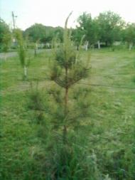 Галяве з panoramio.com