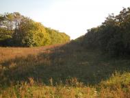 Дубки з panoramio.com