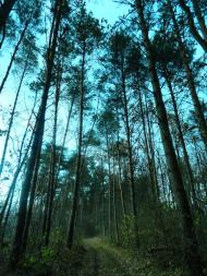 Дідовичі з panoramio.com