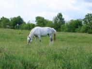 Мирна Долина з panoramio.com