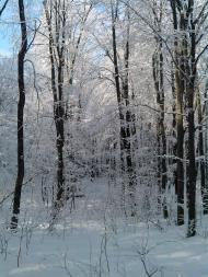 Іванківці з panoramio.com