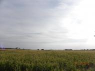 Згар з panoramio.com