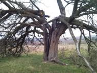 Великі Глібовичі з panoramio.com