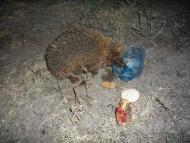 Водопійне з panoramio.com