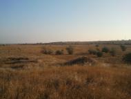 Ольшанське з panoramio.com