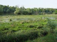 Красна Коса з panoramio.com