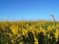 Висока Яруга з panoramio.com