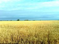 Подо-Калинівка з panoramio.com