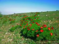 Лазарівка з panoramio.com