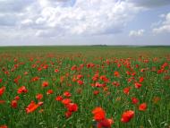 Кубанське з panoramio.com