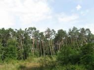 Грунівка з panoramio.com