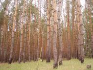 Віленька з panoramio.com