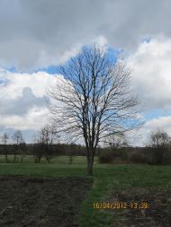 Гущинці з panoramio.com