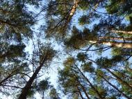 Мареничі з panoramio.com