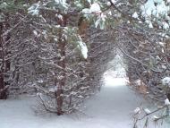 Кустолові Кущі з panoramio.com