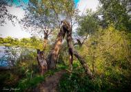 Грушівка з panoramio.com