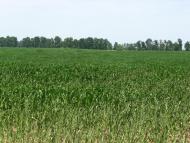 Халявин з panoramio.com