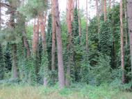 Рівнопілля з panoramio.com