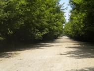 Кунин з panoramio.com