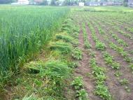 Саранчуки з panoramio.com