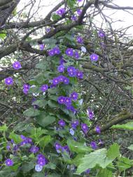 Великі Коровинці з panoramio.com