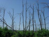 Лопаскине з panoramio.com