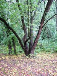 Великомихайлівка з panoramio.com