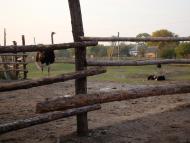 Березняки з panoramio.com