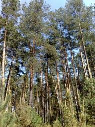 Новий Кривин з panoramio.com