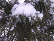 Краснопавлівка з panoramio.com