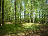 Оноківці з panoramio.com