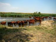 Заградівка з panoramio.com