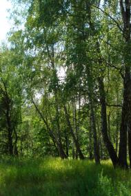 Араповичи з panoramio.com