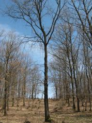 Пилипи з panoramio.com