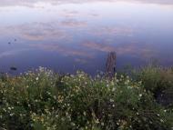 Ріпна з panoramio.com